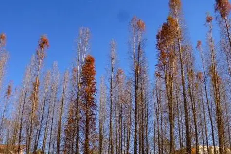 射手座勇气可嘉，天秤座追求自我，摩羯男虚荣心作祟